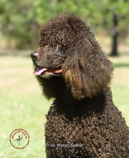 Irish Water Spaniel 9R032D-215.JPG